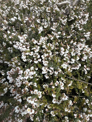 Bauera rubioides observed 2026-10-24