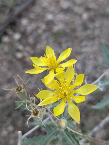 Many-flowered Mentzelia