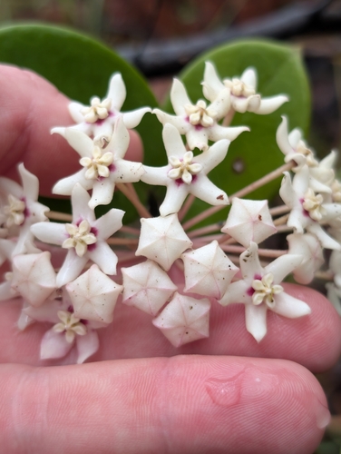 Hoya australis observed 2026-10-25