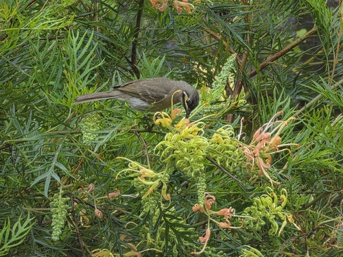 Caligavis chrysops, 2026-10-25