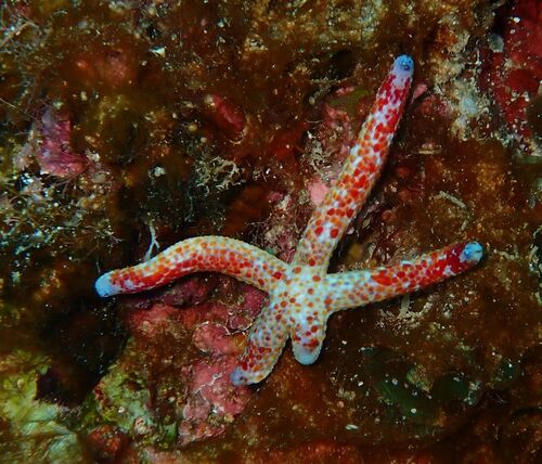 Linckia multifora observed 2026-10-21