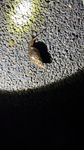 Lissachatina fulica observed 2026-10-24