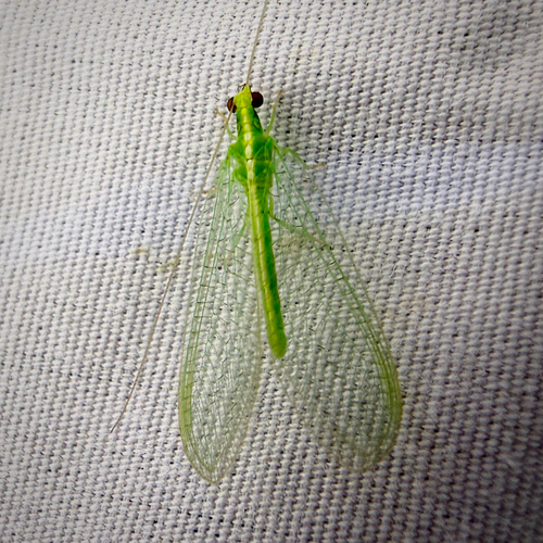 Red-lipped Green Lacewing