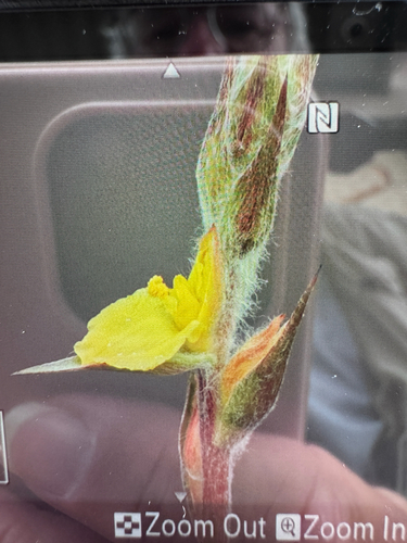 Philydrum lanuginosum observed 2026-10-25