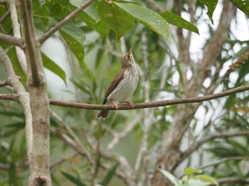 Ramsayornis modestus observed 2026-10-25