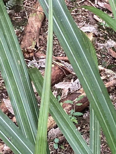 Astelia nervosa observed 2026-10-25
