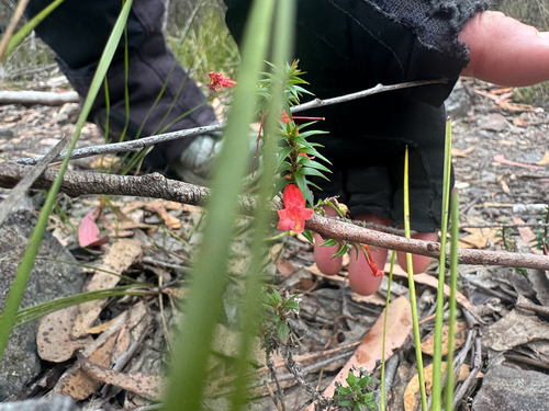 Epacris impressa observed 2026-10-23