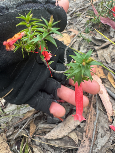 Epacris impressa observed 2026-10-23