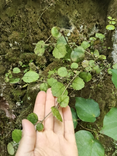 Rhabdothamnus solandri observed 2026-10-24