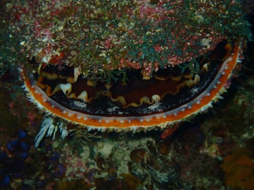Spondylus varius observed 2026-10-21