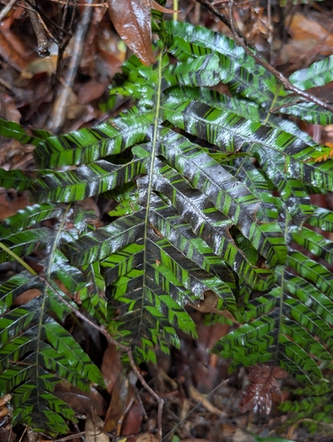 Blechnum appendiculatum observed 2026-10-25