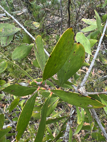 Persoonia levis observed 2026-10-23
