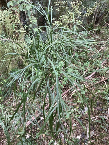 Carmichaelia australis observed 2026-10-25