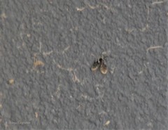 Lepiseodina conspicua