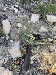 Lomatium nevadense parishii