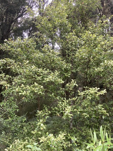 Myrsine australis observed 2026-10-25