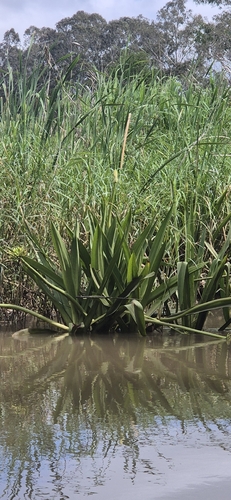 Crinum asiaticum observed 2026-10-25