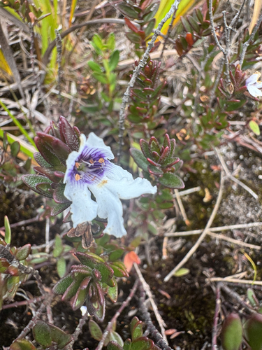 Prostanthera saxicola, 2026-10-23