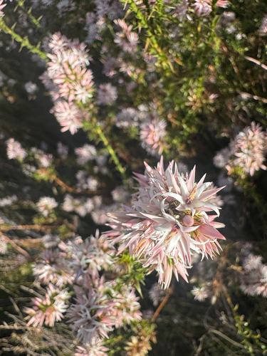 Sprengelia incarnata observed 2026-10-23