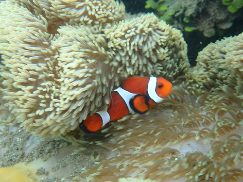 Amphiprion ocellaris observed 2026-10-20