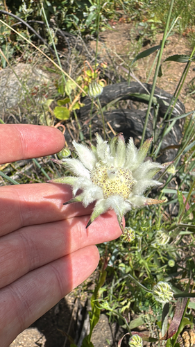 Actinotus leucocephalus, 2026-10-25