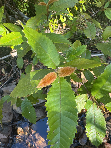 Callicoma serratifolia observed 2026-10-25