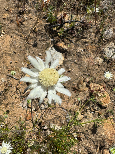 Actinotus leucocephalus, 2026-10-25
