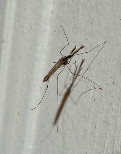 Woodland Malaria Mosquito