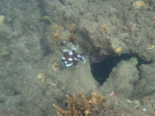 Plectorhinchus chaetodonoides observed 2026-10-20