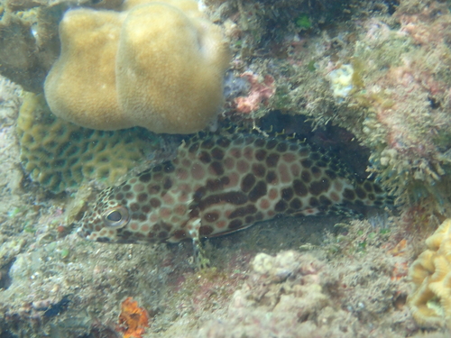 Epinephelus merra observed 2026-10-20