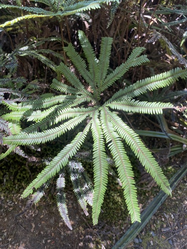 Sticherus cunninghamii observed 2026-10-25