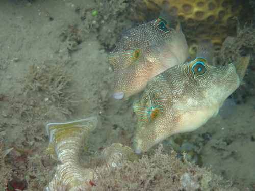 Canthigaster compressa observed 2026-10-20