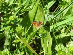 Lycaena helle