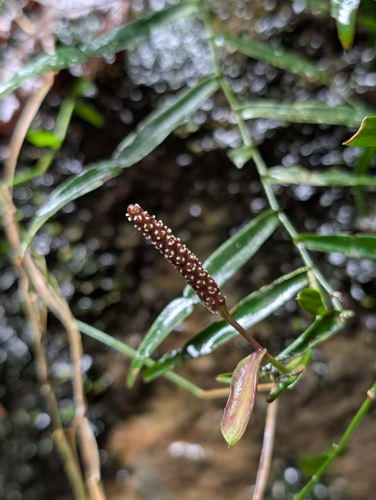 Pothos longipes observed 2026-10-25