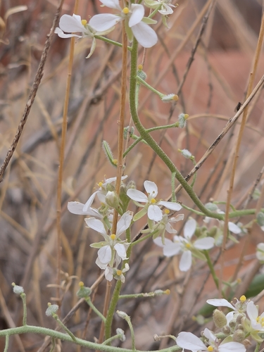Touristplant · DIWI2