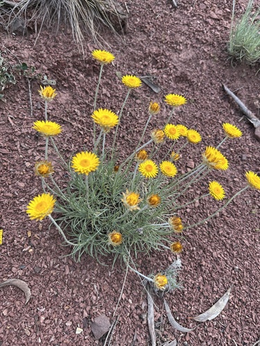 Leucochrysum albicans observed 2026-10-24