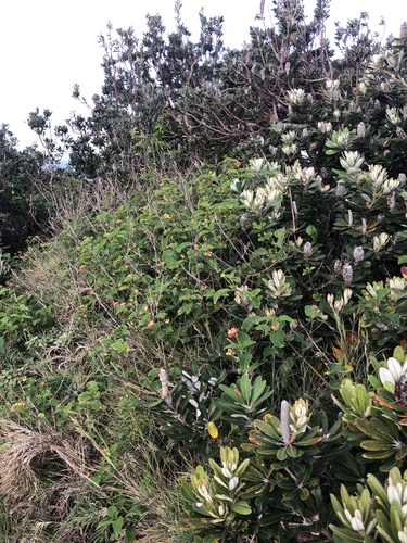 Lantana camara observed 2026-10-25