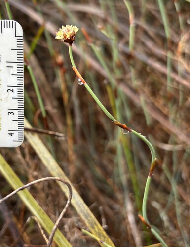 Lepidobolus drapetocoleus observed 2026-10-25