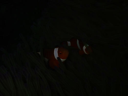 Amphiprion ocellaris observed 2026-10-20