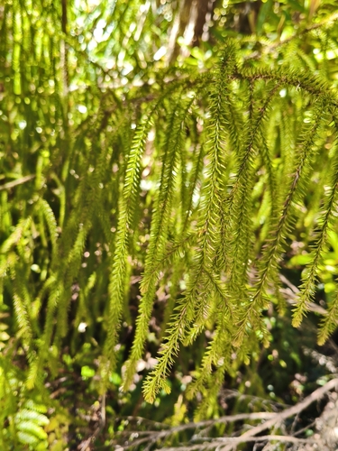 Dacrydium cupressinum observed 2026-10-25