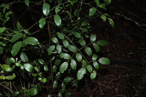 Polyscias observed 2026-10-25