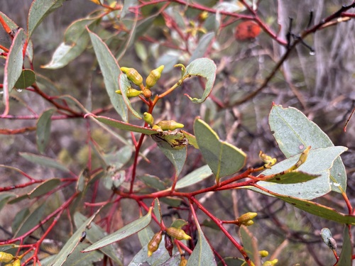 Eucalyptus incrassata observed 2026-10-25
