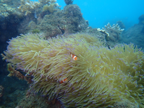 Amphiprion ocellaris observed 2026-10-20