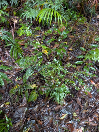 Maclura cochinchinensis observed 2026-10-25