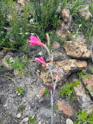 Caryophyllaceae observed 2026-10-25