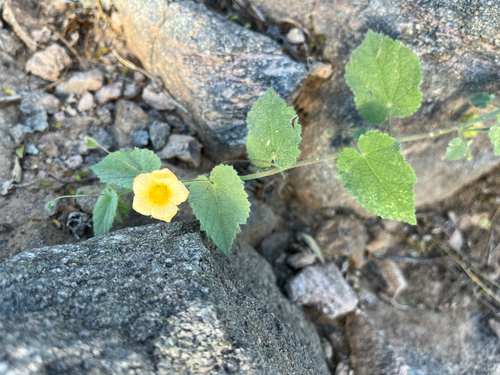 Herissantia crispa observed 2026-10-24