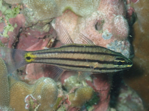 Cheilodipterus quinquelineatus observed 2026-10-20