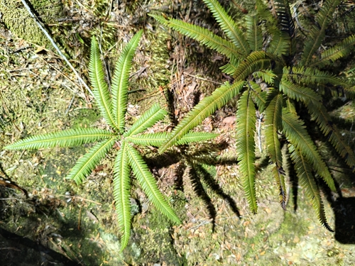 Sticherus cunninghamii observed 2026-10-25