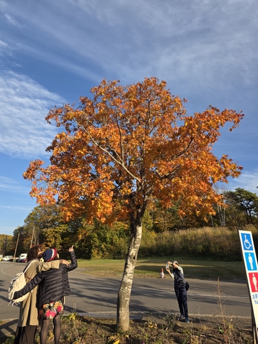 Acer palmatum observed 2026-10-25