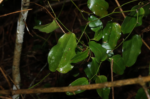 Smilax australis observed 2026-10-25